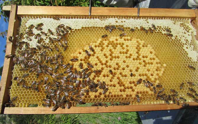 一脾松丹一號意蜂快速繁殖方法(意蜂一脾速繁法及注意事項) 一脾松丹一號意蜂快速繁殖方法(意蜂一脾速繁法及注意事項)