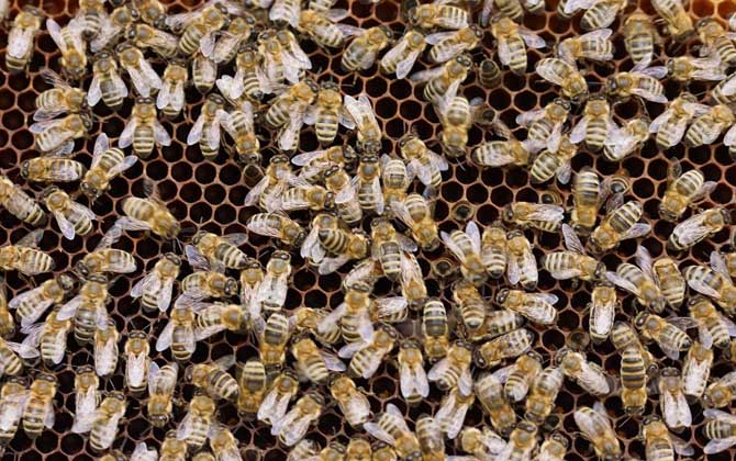 一脾松丹一號意蜂快速繁殖方法(意蜂一脾速繁法及注意事項) 一脾松丹一號意蜂快速繁殖方法(意蜂一脾速繁法及注意事項)