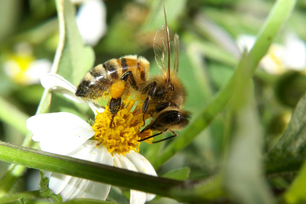養蜂需要買蜂王嗎(買一只蜂王怎么養) 養蜂需要買蜂王嗎(買一只蜂王怎么養)