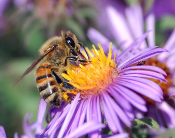 養蜂需要買蜂王嗎(買一只蜂王怎么養) 養蜂需要買蜂王嗎(買一只蜂王怎么養)