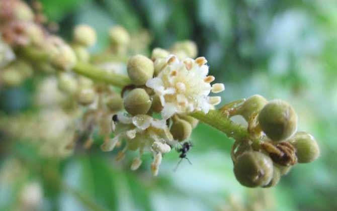 龍眼樹的流蜜期(龍眼流蜜期是多久) 龍眼樹的流蜜期(龍眼流蜜期是多久)