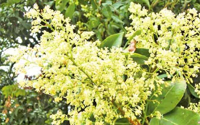 龍眼樹的流蜜期(龍眼流蜜期是多久) 龍眼樹的流蜜期(龍眼流蜜期是多久)