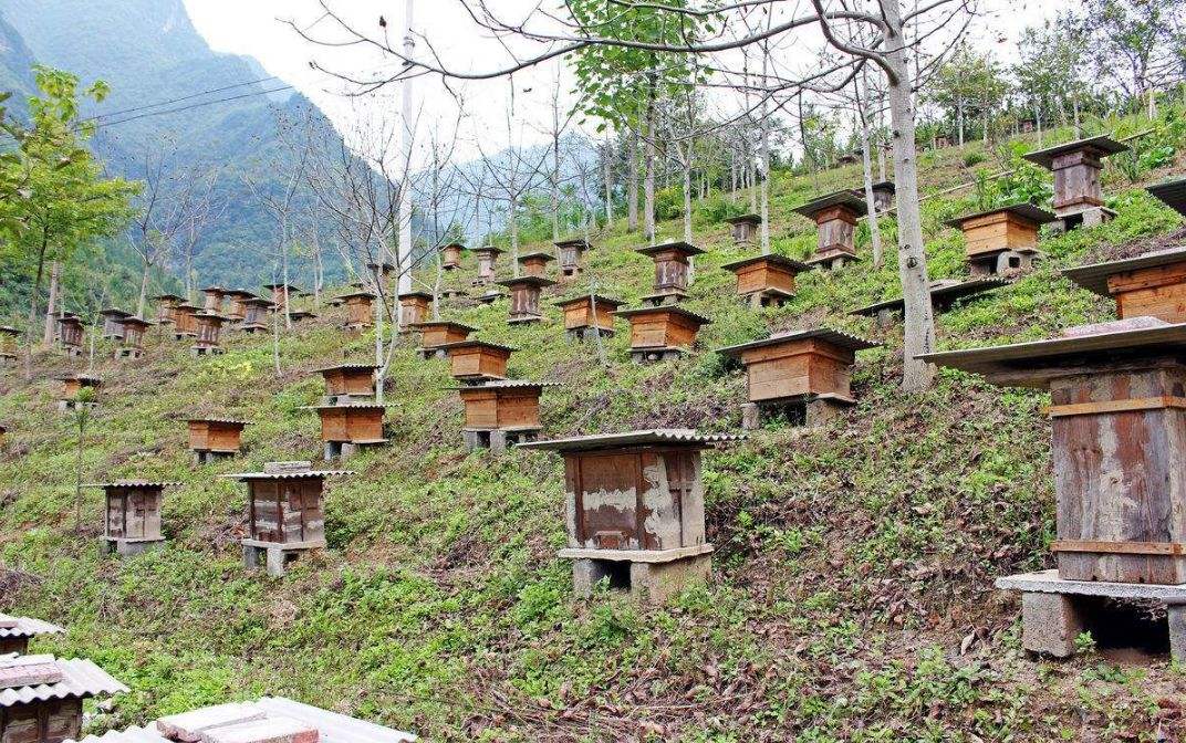【蜜蜂知識】40箱蜂一年賺多少錢? 40箱蜂一年賺多少錢?