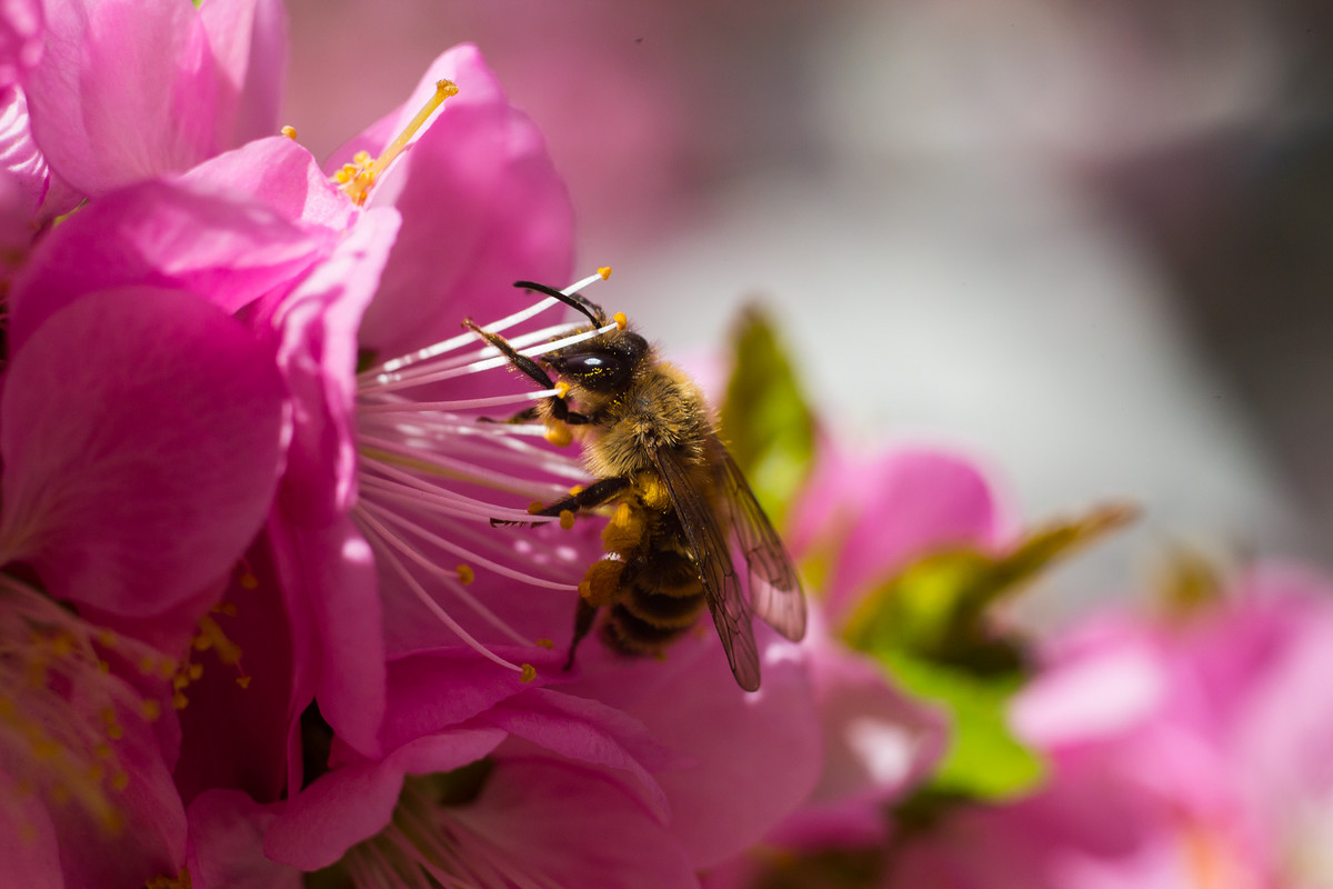自己養(yǎng)一箱蜜蜂怎么弄 自己養(yǎng)一箱蜜蜂怎么弄