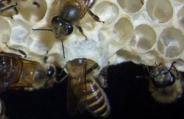 蜂王和工蜂是怎么產生的（蜂王與工蜂是什么關系）