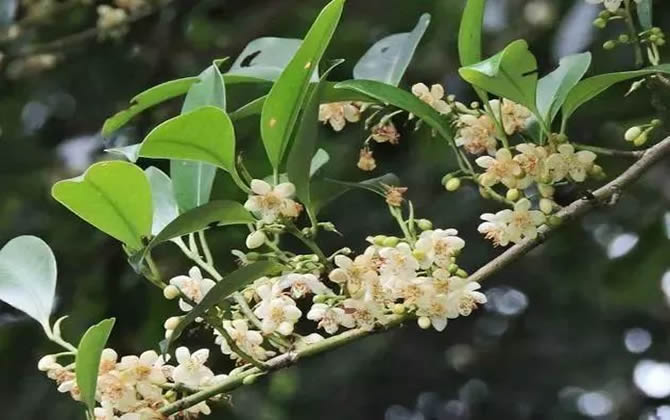 常見開花的蜜源植物有哪些？(花期、蜜粉量、流蜜規律)