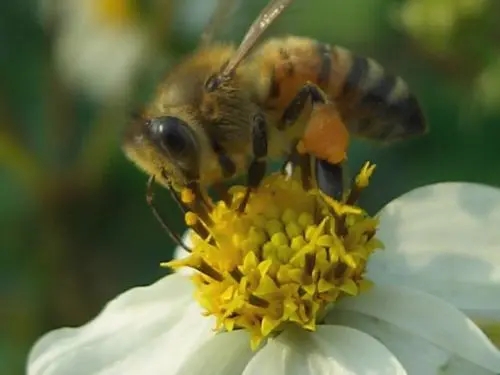 蜜蜂失王急造王臺多余的蜂王怎么辦 蜜蜂失王急造王臺多余的蜂王怎么辦