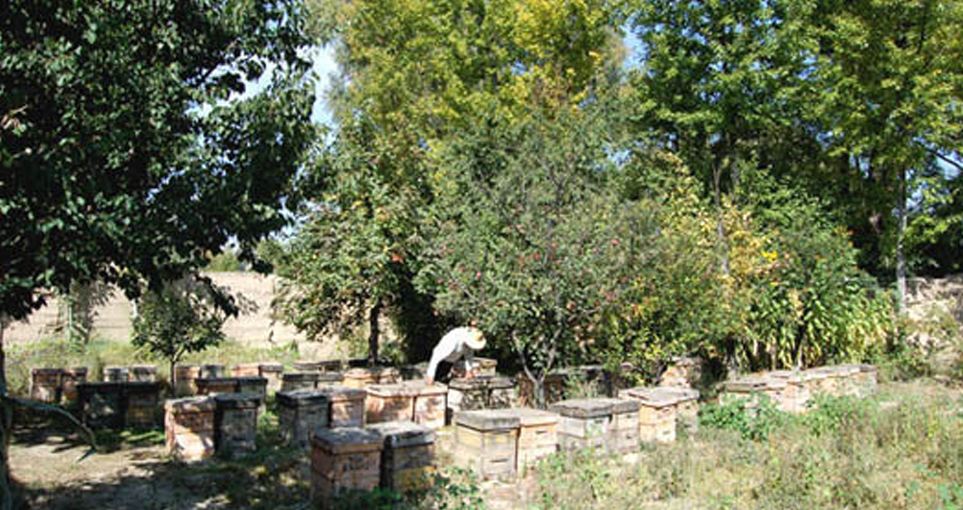 東北黑蜂 東北黑蜂