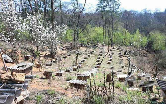 中蜂箱的排列和擺放? 中蜂箱的排列和擺放?