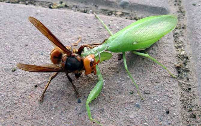 虎頭蜂的天敵是什么動物(什么動物吃中國大虎頭蜂) 虎頭蜂的天敵是什么動物(什么動物吃中國大虎頭蜂)