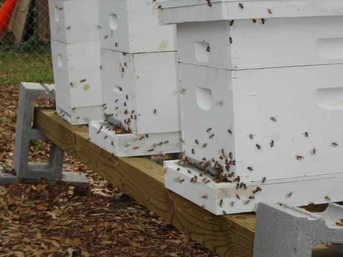 養(yǎng)蜂春繁濕度大怎么辦(風(fēng)向潮濕的原因和處理辦法) 養(yǎng)蜂春繁濕度大怎么辦(風(fēng)向潮濕的原因和處理辦法)