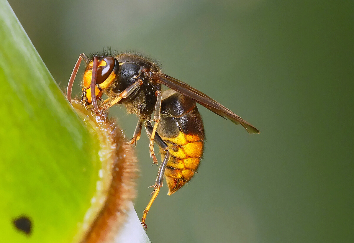 養(yǎng)蜂怎么防胡蜂(新手養(yǎng)蜂如何預防胡蜂) 養(yǎng)蜂怎么防胡蜂(新手養(yǎng)蜂如何預防胡蜂)