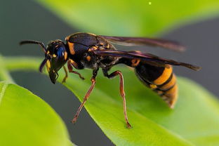 養(yǎng)蜂怎么防胡蜂(新手養(yǎng)蜂如何預防胡蜂) 養(yǎng)蜂怎么防胡蜂(新手養(yǎng)蜂如何預防胡蜂)