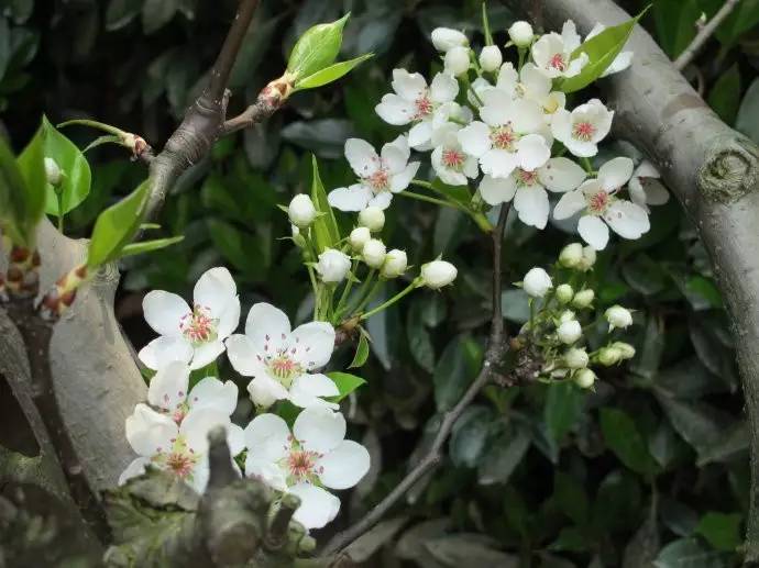 黑龍江蜜源植物介紹（黑龍江省有哪些蜜源植物）