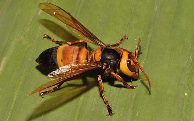 虎頭蜂蟄了會死嗎