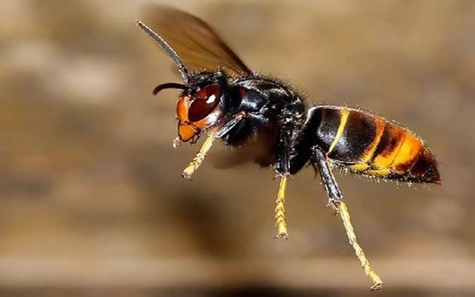 虎頭蜂蟄了會死嗎