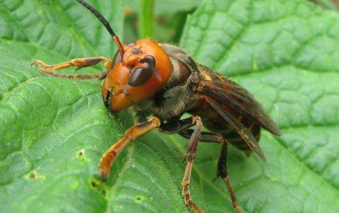 中國大虎頭蜂
