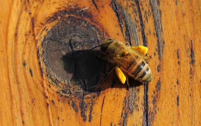 如何自學(xué)養(yǎng)蜂技術(shù)(新手怎樣學(xué)養(yǎng)蜜蜂) 如何自學(xué)養(yǎng)蜂技術(shù)(新手怎樣學(xué)養(yǎng)蜜蜂)