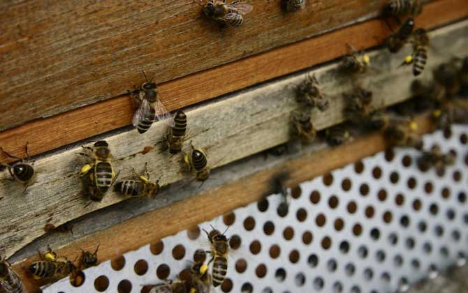 如何自學(xué)養(yǎng)蜂技術(shù)(新手怎樣學(xué)養(yǎng)蜜蜂) 如何自學(xué)養(yǎng)蜂技術(shù)(新手怎樣學(xué)養(yǎng)蜜蜂)