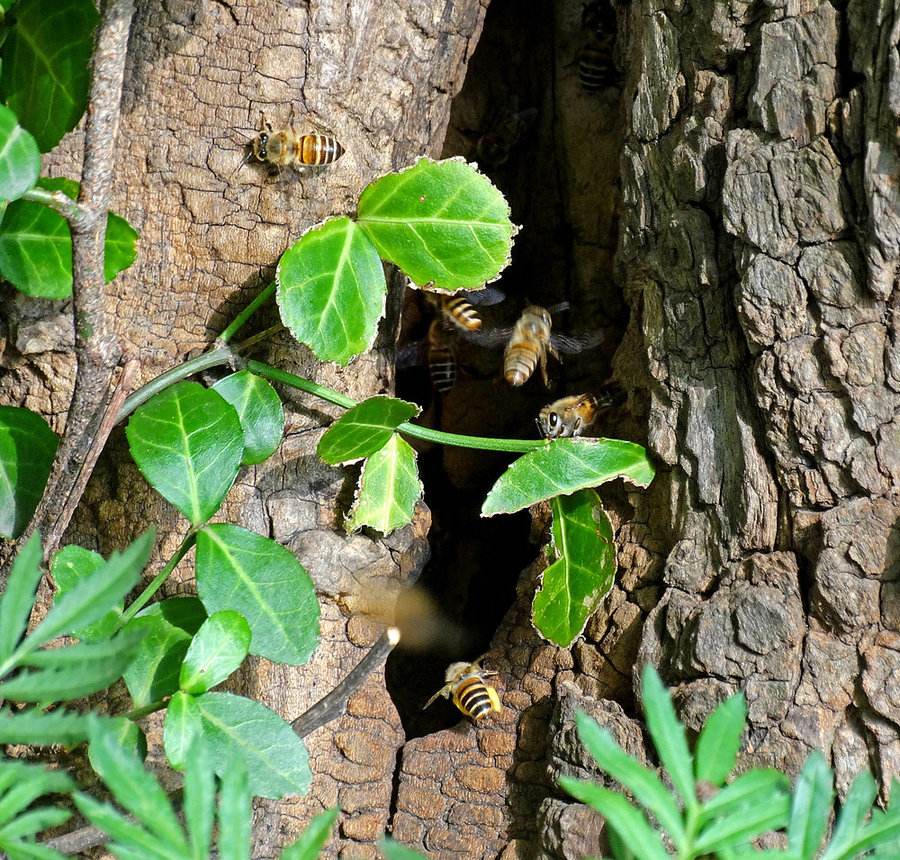 如何引誘捕捉別人家的蜜蜂(別人養(yǎng)的蜜蜂能不能誘到) 如何引誘捕捉別人家的蜜蜂(別人養(yǎng)的蜜蜂能不能誘到)
