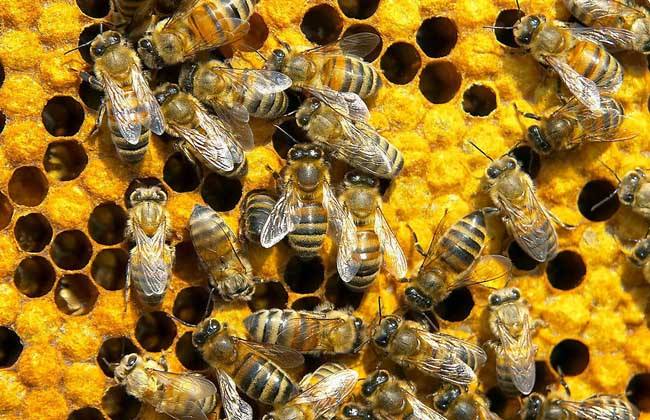 蜂王夏季為什么會停止產(chǎn)卵？養(yǎng)蜂人應(yīng)該如何應(yīng)對？