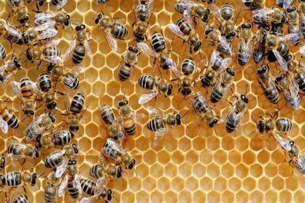 蜂王夏季為什么會停止產(chǎn)卵？養(yǎng)蜂人應(yīng)該如何應(yīng)對？