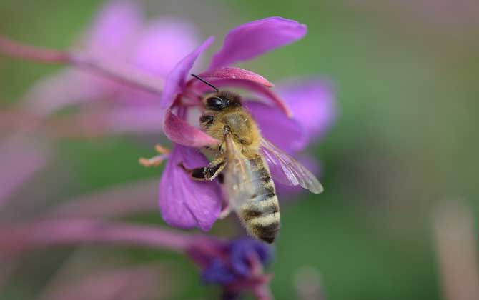 被馬蜂蟄了要觀察多久