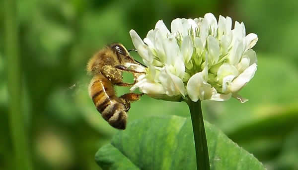 【蜜蜂知識(shí)】什么品種的中蜂蜂王最好? 【蜜蜂知識(shí)】什么品種的中蜂蜂王最好?