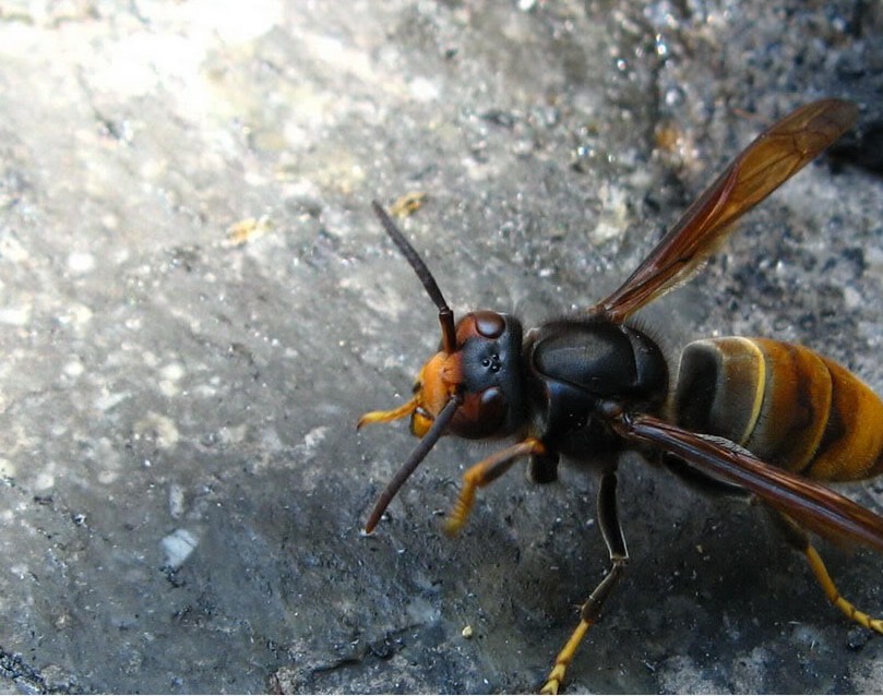 胡蜂采食飛多遠去采（一般馬蜂帶食每分鐘飛多少米）
