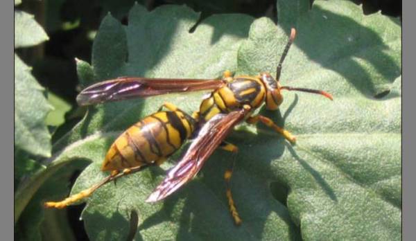 胡蜂采食飛多遠去采（一般馬蜂帶食每分鐘飛多少米）