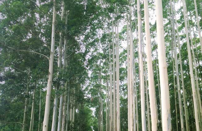 我國(guó)常見(jiàn)的蜜源樹(shù)種有哪些（什么樹(shù)蜜源最好）