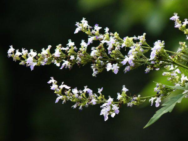 我國(guó)常見(jiàn)的蜜源樹(shù)種有哪些（什么樹(shù)蜜源最好）