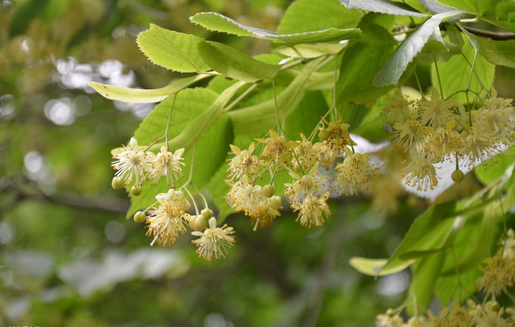 我國(guó)常見(jiàn)的蜜源樹(shù)種有哪些（什么樹(shù)蜜源最好）