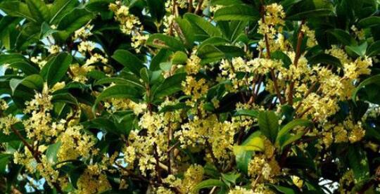 野桂花什么時(shí)候開(kāi)花（桂花每年什么時(shí)候開(kāi)花）