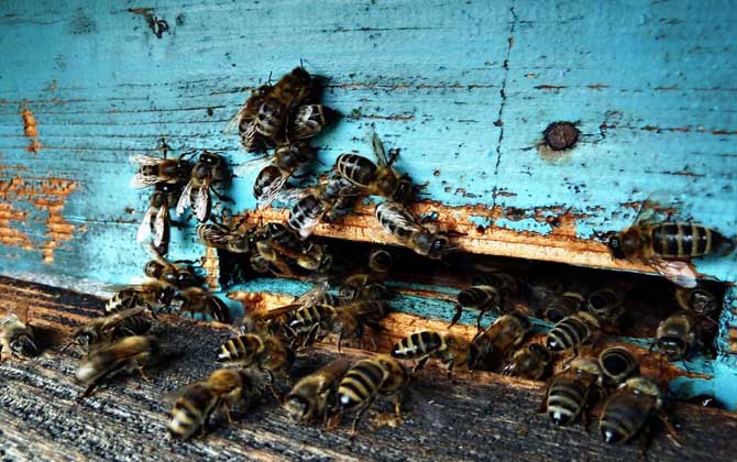 偵察蜂來了多久會來蜂 偵察蜂來了多久會來蜂