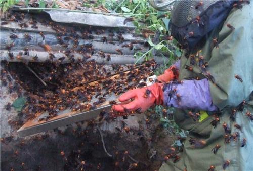 胡蜂養殖市場分析（學點皮毛輕松掌握胡蜂養殖技術）