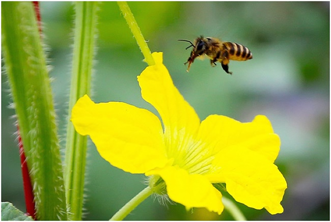 【蜜蜂知識】為什么要關(guān)蜂王? 為什么要關(guān)蜂王?