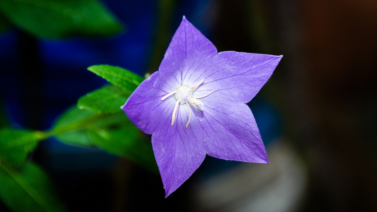 藥用蜜源植物--桔梗