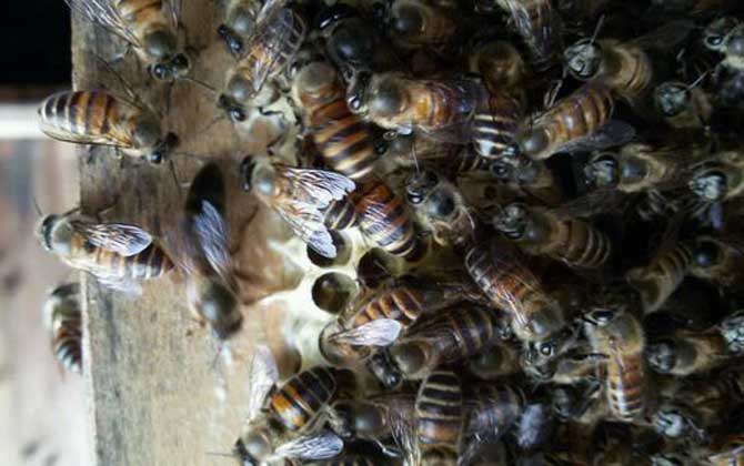 蜜蜂沖蜂群有什么表現（蜜蜂沖群是怎么回事）