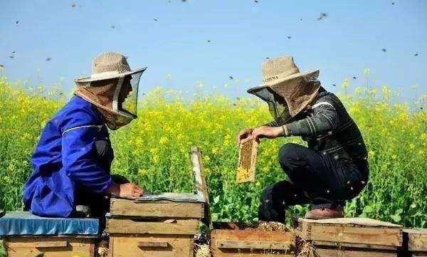 新手養(yǎng)蜂注意事項有哪些? 新手養(yǎng)蜂注意事項有哪些?