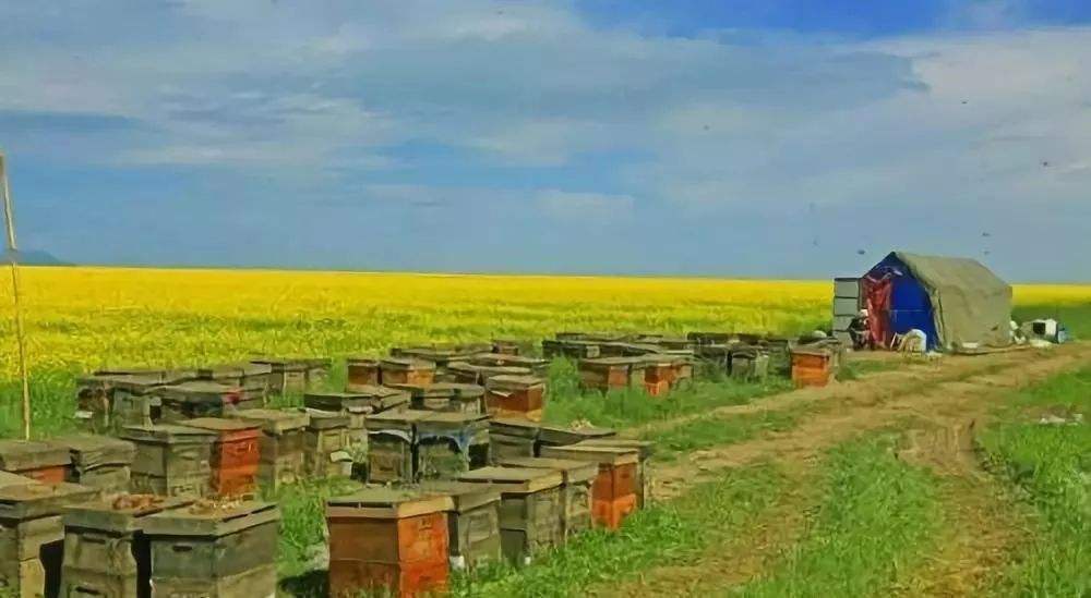 新手養(yǎng)蜂注意事項有哪些? 新手養(yǎng)蜂注意事項有哪些?