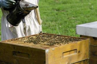 新手養(yǎng)蜂注意事項有哪些? 新手養(yǎng)蜂注意事項有哪些?