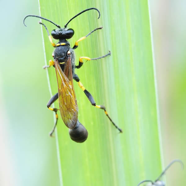 泥蜂 泥蜂