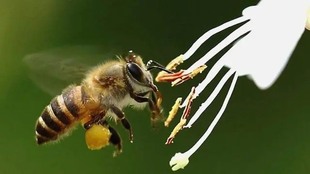 一萬(wàn)只中蜂有多重 一萬(wàn)只中蜂有多重