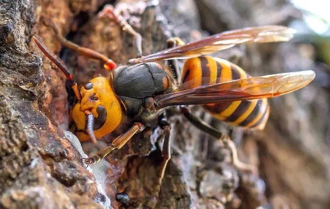 一萬(wàn)只中蜂有多重 一萬(wàn)只中蜂有多重