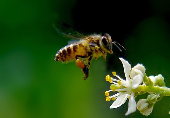 【蜜蜂知識(shí)】蜂王出臺(tái)幾天分蜂? 蜂王出臺(tái)幾天分蜂?