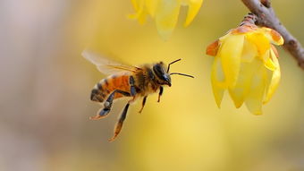 蜜蜂養(yǎng)殖管理技術(shù)秘訣和心得體會(huì)(蜜蜂養(yǎng)殖三大原則) 蜜蜂養(yǎng)殖管理技術(shù)秘訣和心得體會(huì)(蜜蜂養(yǎng)殖三大原則)