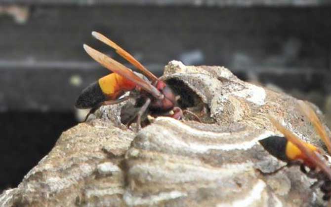 黃腰虎頭蜂是保護動物嗎（黃腰虎頭蜂的介紹）