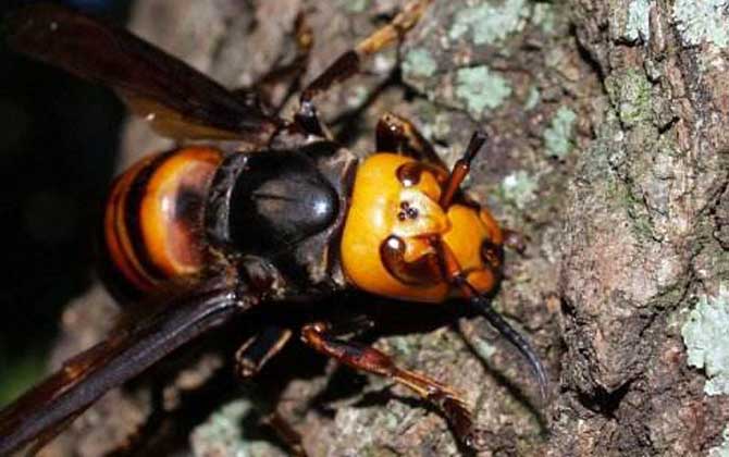 家里有中國(guó)大虎頭蜂象征什么(虎頭蜂做窩的風(fēng)水怎么樣？)