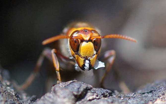 家里有中國(guó)大虎頭蜂象征什么(虎頭蜂做窩的風(fēng)水怎么樣？)